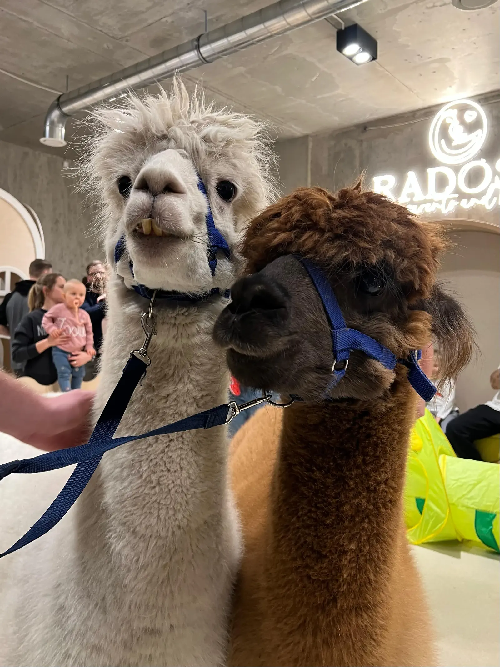 Spotkanie dzieci ze zwierzętami